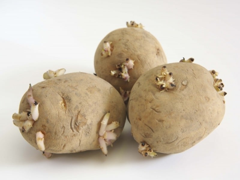 食安管理是風險管理，不是感覺管理：馬鈴薯進口爭議